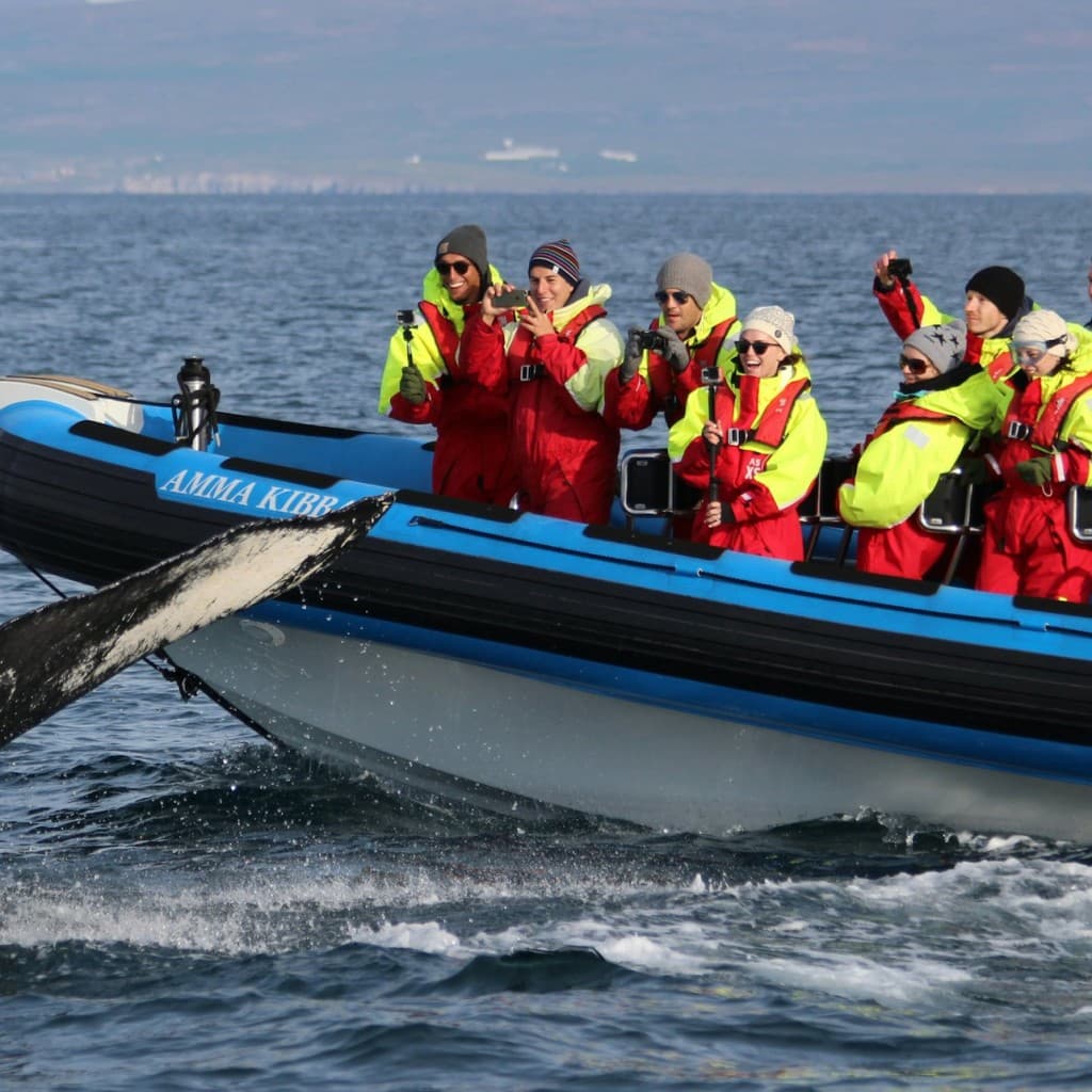 Husavík: Whale & Puffin Watching Tour in a RIB Speedboat