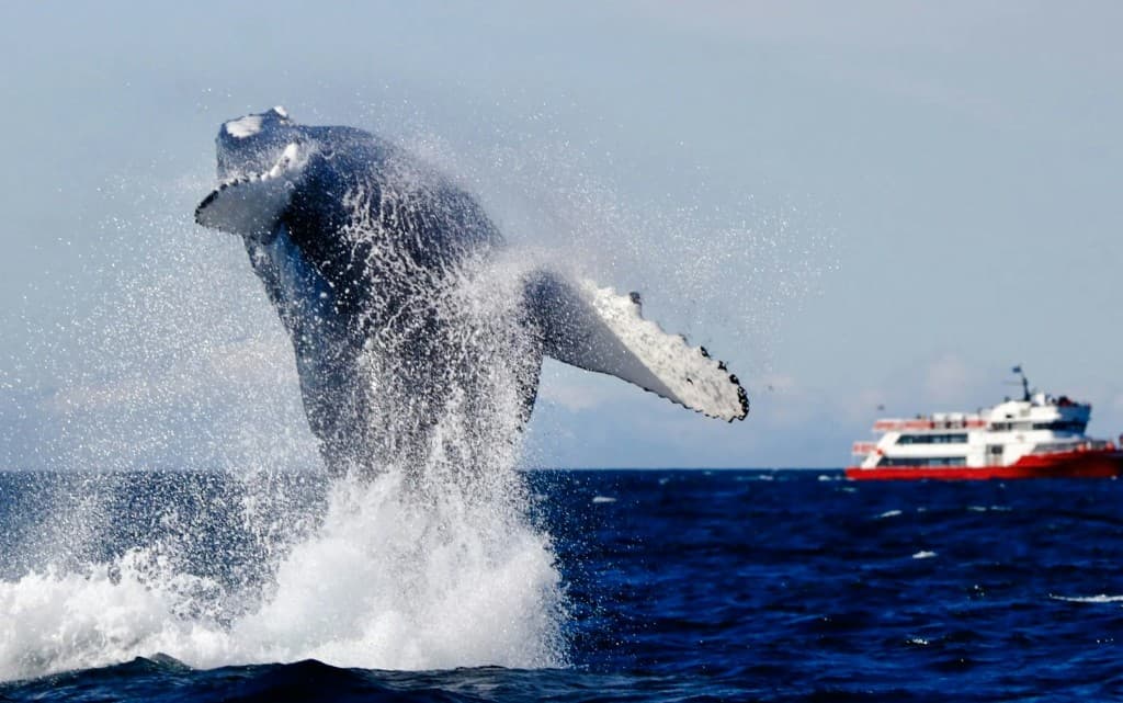 Reykjavik: The Original 3-Hour Whale Watching Tour (Reykjavik: The Original 3-Hour Whale Watching Tour)