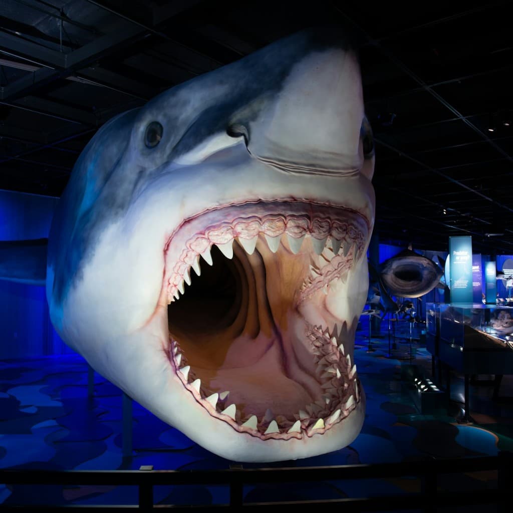 Royal Ontario Museum Feature Exhibit: Sharks