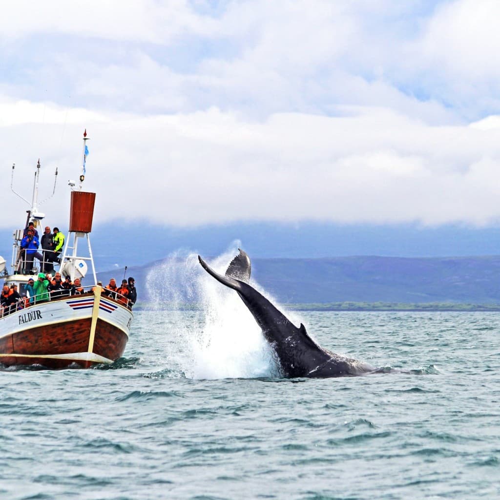 Skjálfandi: Guided Whale Watching Tour from Húsavík