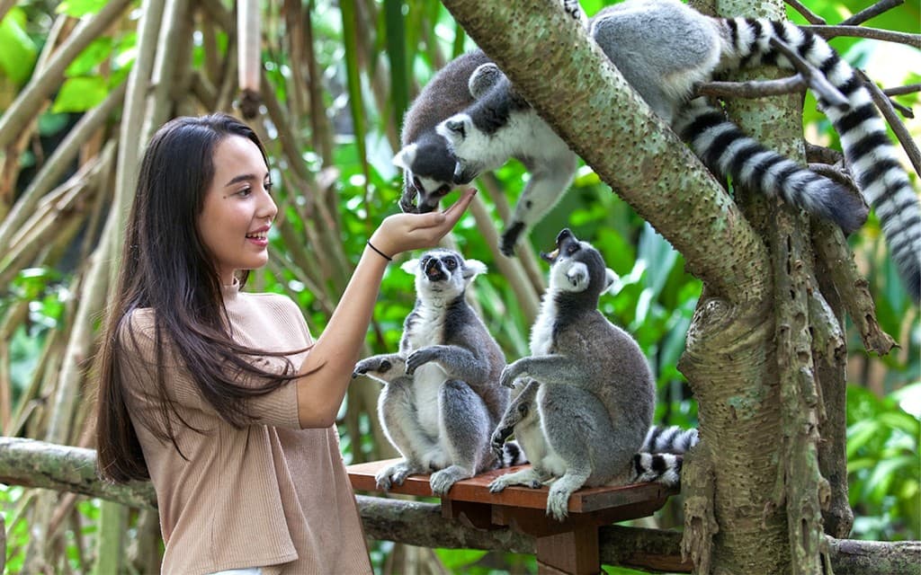 Bali Zoo Tickets + Breakfast with Orangutans (Breakfast with Orangutans + Bali Zoo Tickets + Hotel Transfers)