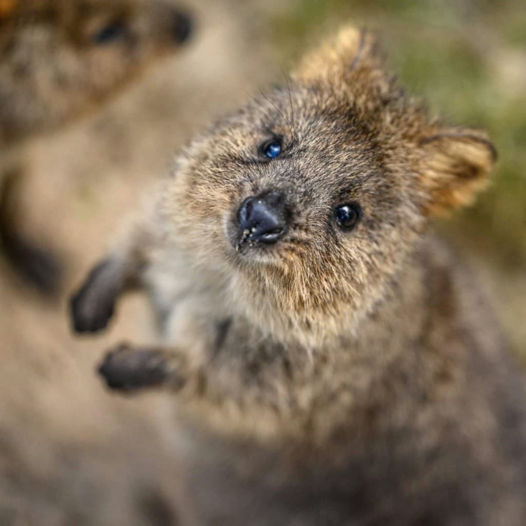 Featherdale Sydney Wildlife Park: Entry Ticket