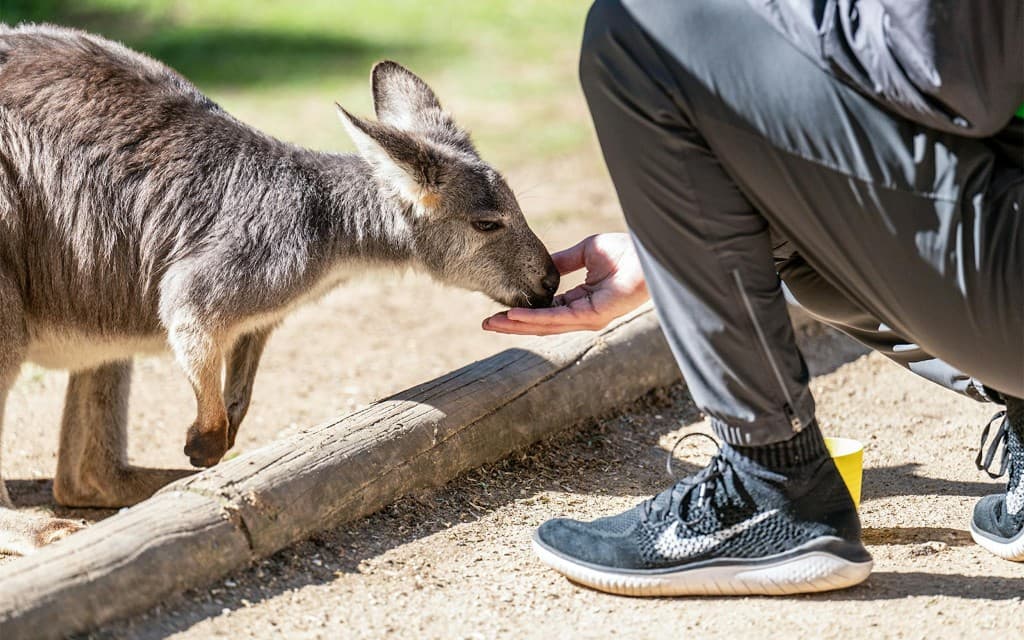 Featherdale Wildlife Park Tickets (Featherdale Wildlife Park)