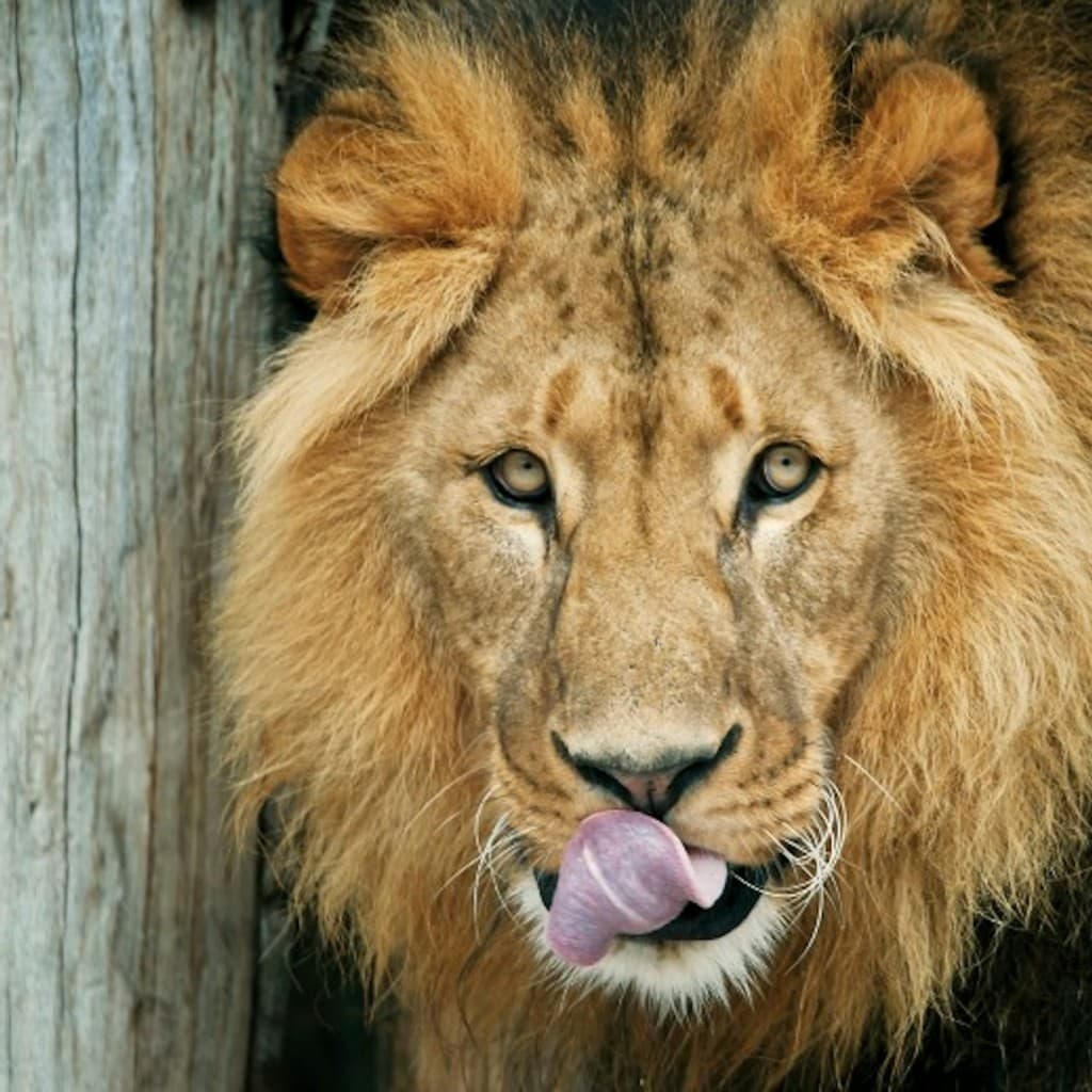 Schönbrunn Zoo: Skip The Line Admission Ticket