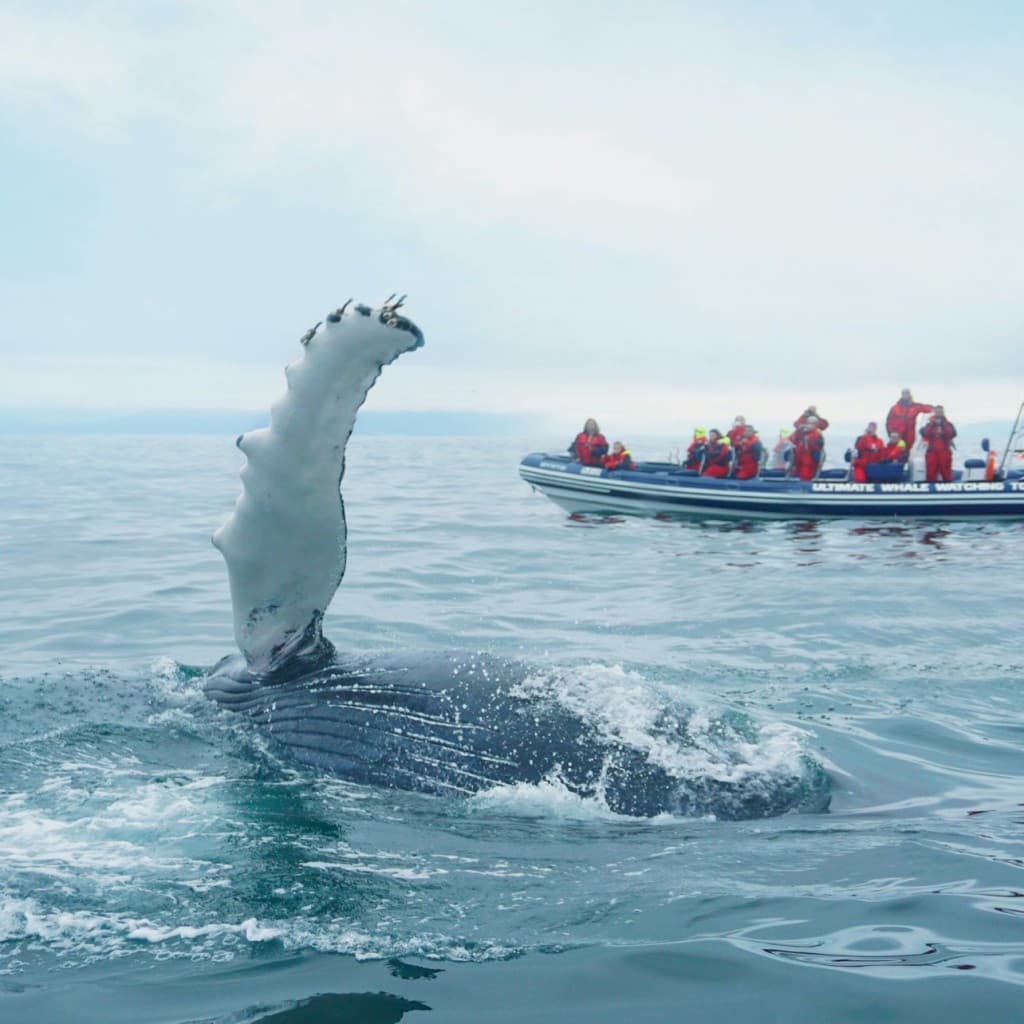 Whale Watching: Tour with Puffins Watching from Reykjavik